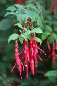 Fuchsia growing wild in the hedgerow